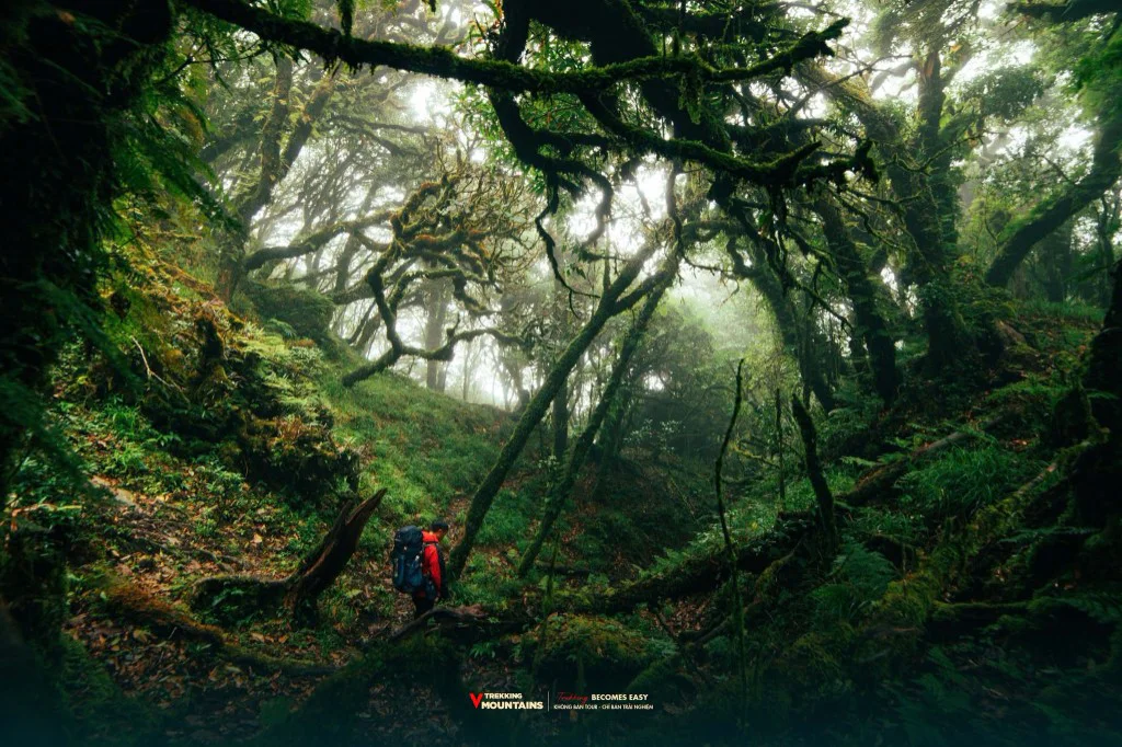Trekker mặc áo đỏ đeo balo đi giữa rừng rêu sương mù trên cung trekking Sa Mu